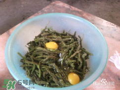 構(gòu)樹穗怎么做好吃？構(gòu)樹穗的做法是什么？