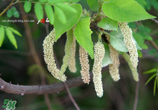 構(gòu)樹穗怎么做好吃？構(gòu)樹穗的做法是什么？