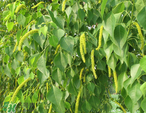 構(gòu)樹穗怎么做好吃？構(gòu)樹穗的做法是什么？