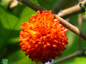 構(gòu)樹果實(shí)能吃嗎？構(gòu)樹果實(shí)孕婦能吃嗎？