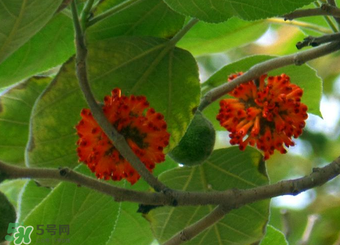 構(gòu)樹果實(shí)能吃嗎？構(gòu)樹果實(shí)孕婦能吃嗎？