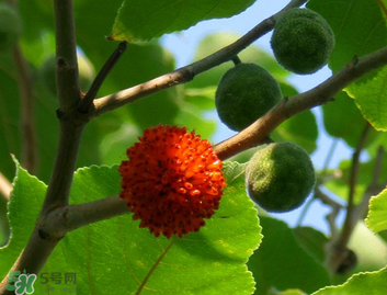 構(gòu)樹果實(shí)能吃嗎？構(gòu)樹果實(shí)孕婦能吃嗎？