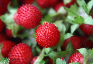 蛇莓孕婦能吃嗎？孕婦能吃蛇莓嗎？