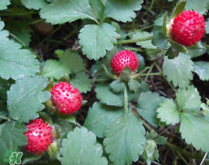 蛇莓孕婦能吃嗎？孕婦能吃蛇莓嗎？