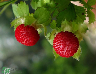 蛇莓孕婦能吃嗎？孕婦能吃蛇莓嗎？