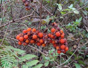 山莓孕婦能吃嗎？山莓孕婦可以吃嗎？