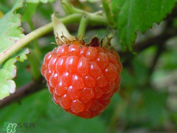 山莓孕婦能吃嗎？山莓孕婦可以吃嗎？