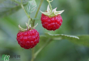 山莓孕婦能吃嗎？山莓孕婦可以吃嗎？