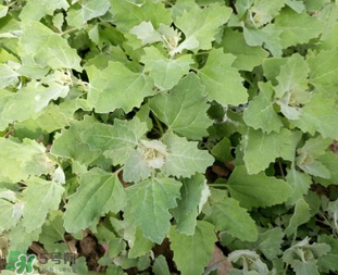 灰灰菜孕婦可以吃嗎？灰灰菜孕婦能吃嗎？