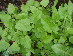 灰灰菜孕婦可以吃嗎？灰灰菜孕婦能吃嗎？