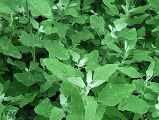 灰灰菜孕婦可以吃嗎？灰灰菜孕婦能吃嗎？