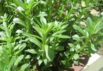 救心菜孕婦能吃嗎？救心菜孕婦可以吃嗎？