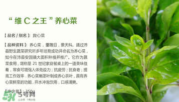 救心菜孕婦能吃嗎？救心菜孕婦可以吃嗎？