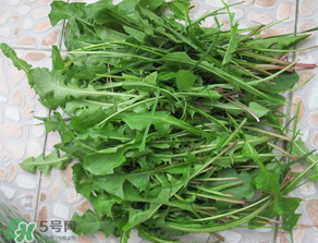 婆婆丁孕婦能吃嗎？婆婆丁孕婦可以吃嗎？