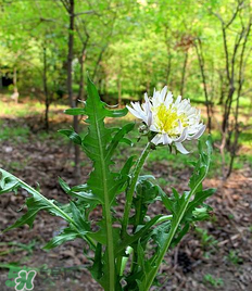 婆婆丁孕婦能吃嗎？婆婆丁孕婦可以吃嗎？