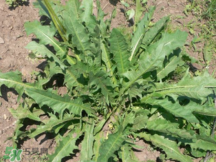 婆婆丁孕婦能吃嗎？婆婆丁孕婦可以吃嗎？