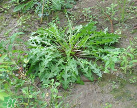 婆婆丁孕婦能吃嗎？婆婆丁孕婦可以吃嗎？