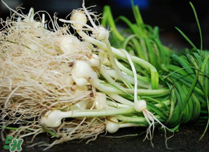 小根蒜孕婦能吃嗎？小根蒜孕婦可以吃嗎？