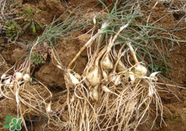 小根蒜孕婦能吃嗎？小根蒜孕婦可以吃嗎？