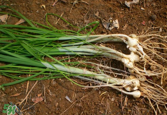 小根蒜孕婦能吃嗎？小根蒜孕婦可以吃嗎？