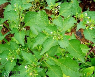 孕婦可以吃龍葵菜嗎？龍葵菜孕婦可以吃嗎？