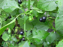 孕婦可以吃龍葵菜嗎？龍葵菜孕婦可以吃嗎？