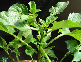 孕婦可以吃龍葵菜嗎？龍葵菜孕婦可以吃嗎？