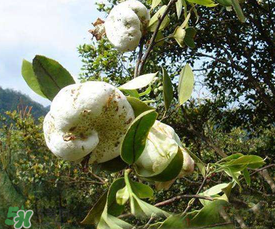 茶耳孕婦能吃嗎？孕婦能吃茶耳嗎？