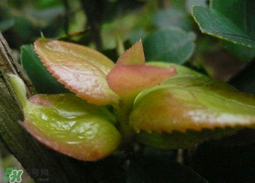 茶耳孕婦能吃嗎？孕婦能吃茶耳嗎？