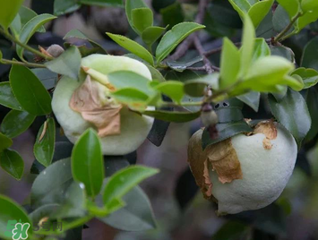 茶耳孕婦能吃嗎？孕婦能吃茶耳嗎？