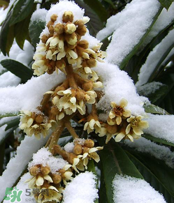 枇杷花孕婦能喝嗎？枇杷花孕婦可以喝嗎？