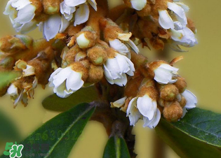 枇杷花怎么煮水止咳？枇杷花煮水的做法
