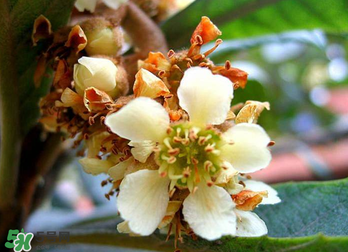 枇杷花怎么煮水止咳？枇杷花煮水的做法