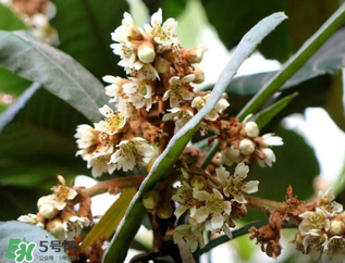 枇杷花怎么煮水止咳？枇杷花煮水的做法