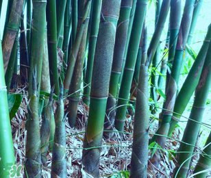 竹筍能放冰箱嗎？竹筍放冰箱怎么保存？