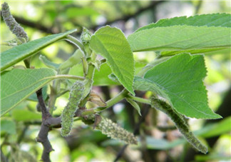 構樹穗怎么做好吃？構樹穗的做法是什么？