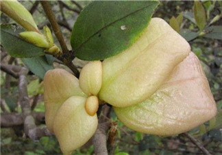 茶耳孕婦能吃嗎？孕婦能吃茶耳嗎？