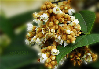 枇杷花孕婦能喝嗎？枇杷花孕婦可以喝嗎？