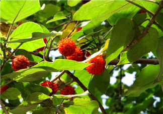 構樹果實能吃嗎？構樹果實孕婦能吃嗎？