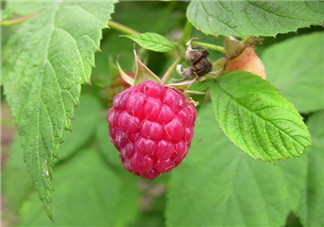 山莓孕婦能吃嗎？山莓孕婦可以吃嗎？