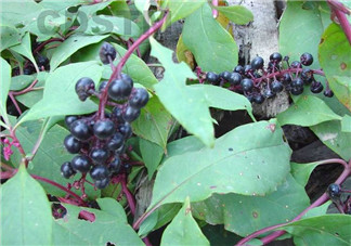 孕婦可以吃龍葵菜嗎？龍葵菜孕婦可以吃嗎？