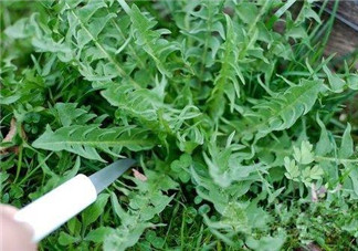 婆婆丁孕婦能吃嗎？婆婆丁孕婦可以吃嗎？