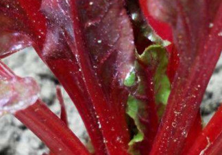 甜菜葉是否可以生吃？甜菜葉可以生吃嗎