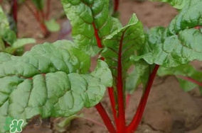 甜菜葉是否可以生吃？甜菜葉可以生吃嗎