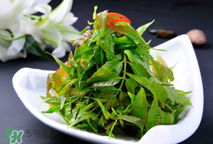 香椿可以涼拌嗎？香椿怎么涼拌嗎？