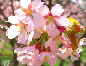 2017年四月份天氣如何？2017年四月份天氣預(yù)報