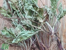 車前草的營養(yǎng)價(jià)值_車前草的功效與作用及食用方法 車前草的營養(yǎng)價(jià)值_車前草的功效與作用及食用方法