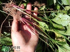 車前草的營養(yǎng)價(jià)值_車前草的功效與作用及食用方法 車前草的營養(yǎng)價(jià)值_車前草的功效與作用及食用方法