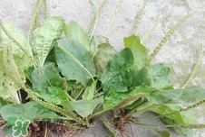 車前草的營養(yǎng)價(jià)值_車前草的功效與作用及食用方法 車前草的營養(yǎng)價(jià)值_車前草的功效與作用及食用方法