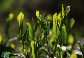 谷雨會(huì)下雨嗎？2017年谷雨會(huì)下雨嗎？